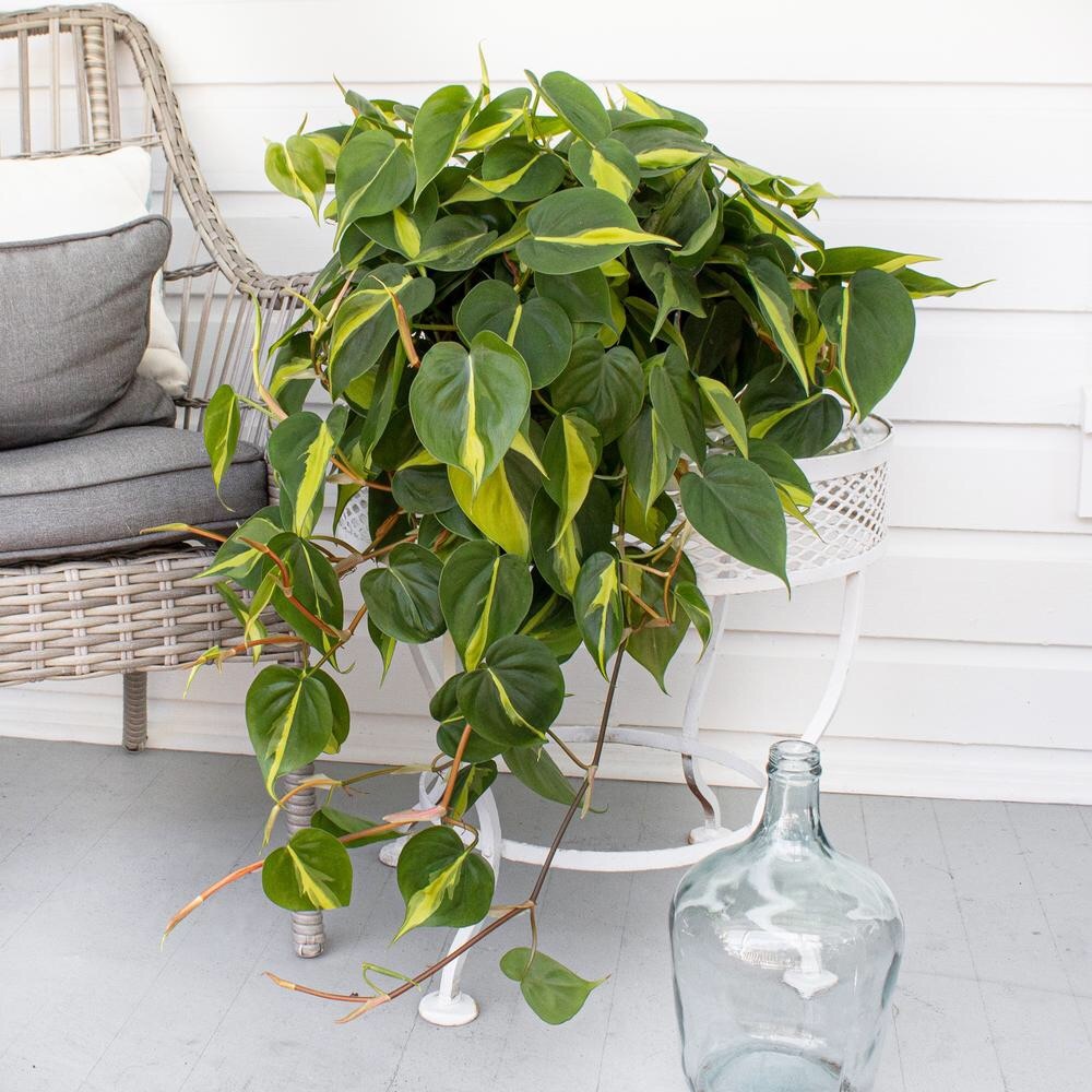 Philodendron brasil cutting